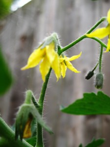 Yellow Tomato Flowers by Glenda Green, http://bit.ly/U1ge6k