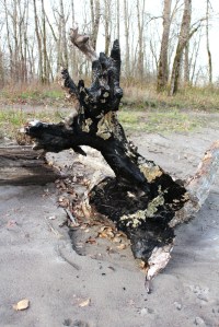 Photo by Lupa, 2012.