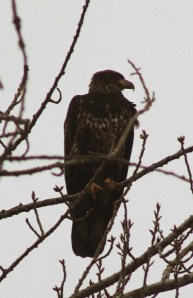 Juvenile bald eagle. Photo by Lupa, 2013.