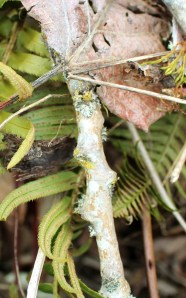 Assorted lichens on a branch. Photo by Lupa, 2013.