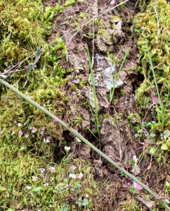 Tree bark supporting a mini-ecosystem. Photo by Lupa, 2013.