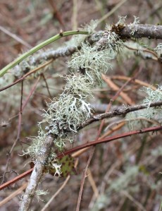 Oak Moss Lichen. Photo by Lupa, 2013.