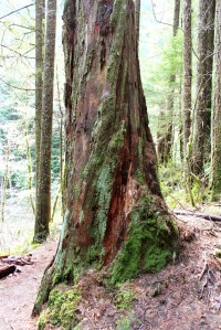 Dead fir tree covered in lichens, Eagle Creek. Lupa, 2013.