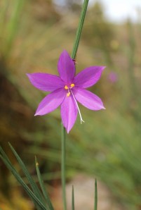 Grass Widow, one of the iconic flowers of Catherine creek. Lupa, 2013.