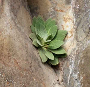 Common mullein growing in a crevice in Picture Gorge, OR. Lupa, 2013.