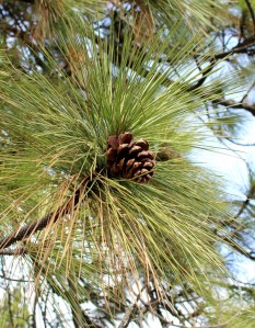 Ponderosa pine cone and needles. Lupa, 2013.