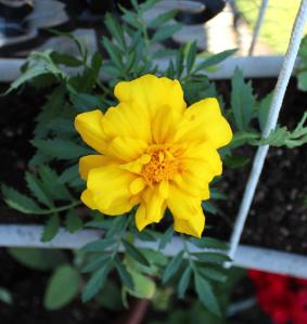 525385_10151641838168627_1517563867_n