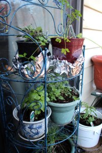 946386_10151641837343627_1314366_n