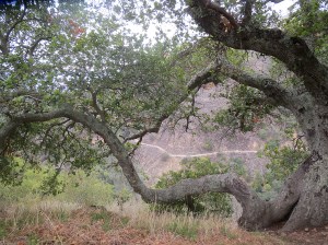 South Rim Trail, Alum Rock Park, San Jose, CA. By Lupa, 2014.