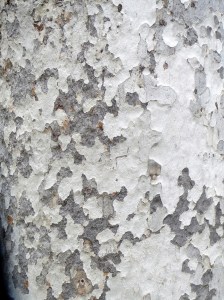 Sycamore bark, Alum Rock Park, San Jose, CA. Lupa, 2014.